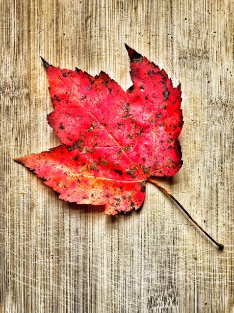 istock Awesome multicolored maple leaf on wood grain background 1184528832