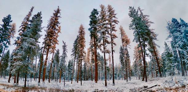 snowy cedar tree scenery - cedar tree tree montana woods imagens e fotografias de stock