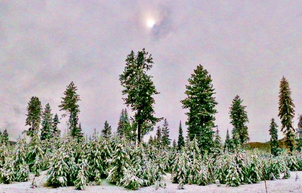 snowy cedar tree scenery - cedar tree tree montana woods imagens e fotografias de stock