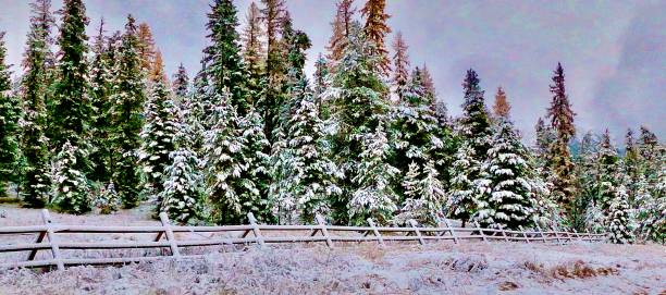 snowy cedar tree scenery - cedar tree tree montana woods imagens e fotografias de stock