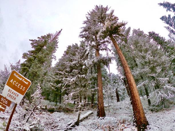 snowy cedar tree scenery - cedar tree tree montana woods imagens e fotografias de stock