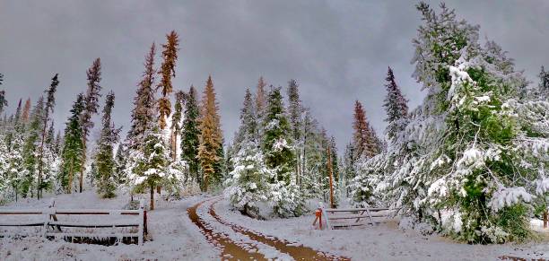 snowy cedar tree scenery - cedar tree tree montana woods imagens e fotografias de stock