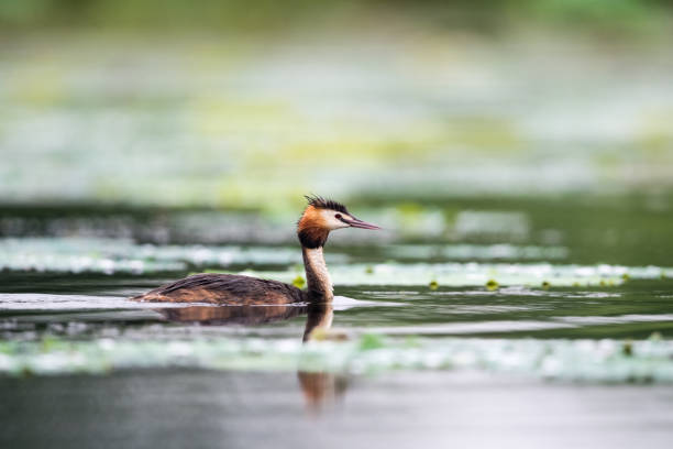 istock beautiful great crested grebe on lake 1184529920