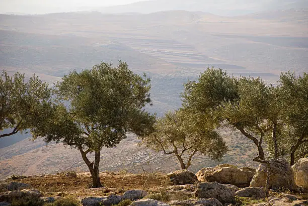 Palestinian landscape with olive trees in the northern West Bank
