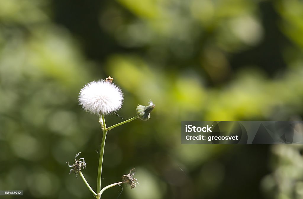 Dandelion  Backgrounds Stock Photo