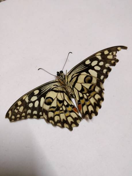 istock Lime swallow tail butterfly papilio polytes underwing is also known as lemon or checkered swallow tail butterfly 1184539316