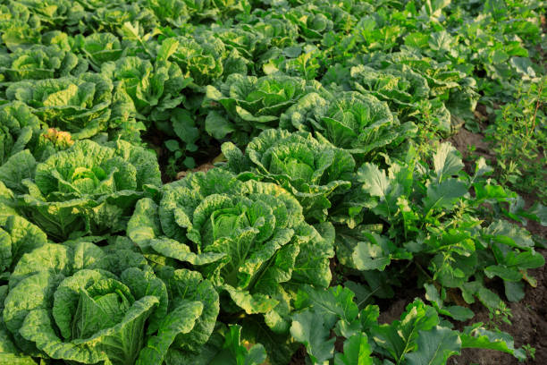 istock Chinese cabbage crop growing at field 1184540238
