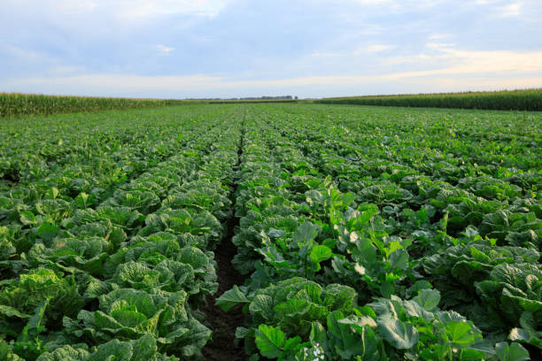 istock Chinese cabbage crop growing at field 1184540260
