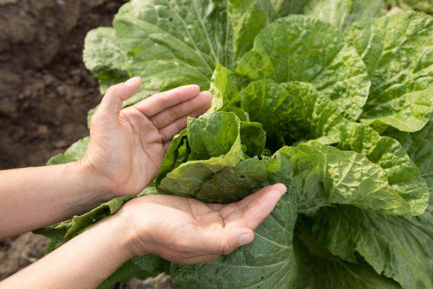istock Chinese cabbage crop growing at field 1184540269