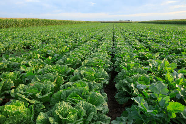 istock Chinese cabbage crop growing at field 1184540511