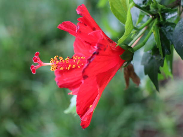 istock Colourful flowers Honlolulu Hawaii 1184540634