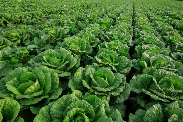 istock Chinese cabbage crop growing at field 1184541778