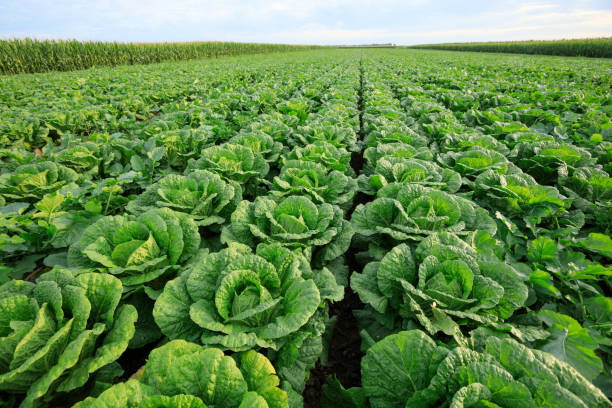 istock Chinese cabbage crop growing at field 1184541806