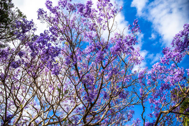 istock Jacaranda tree with purple flowers 1184542102