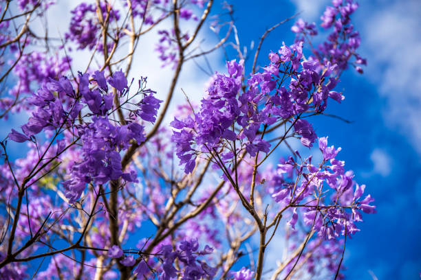 istock Jacaranda tree with purple flowers 1184542150