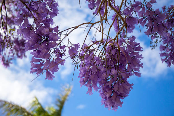 istock Jacaranda tree with purple flowers 1184542233