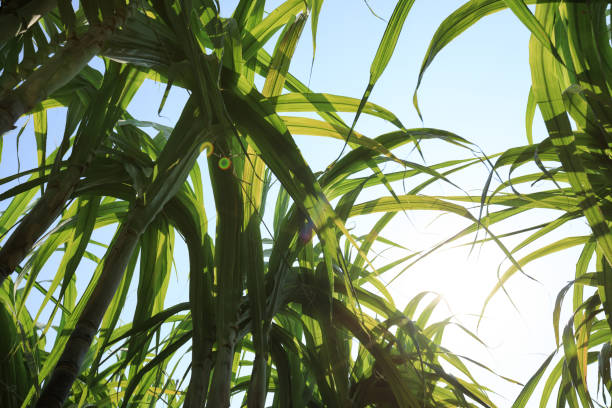 istock Sugarcane plants growing at field 1184544077