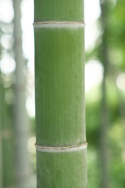 istock Green bamboo trunk in bamboo forest in Tokyo, Japan 1184544771