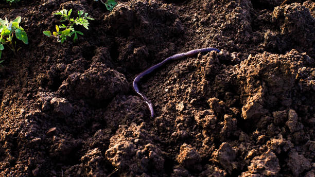 istock Large earthworm on the ground wriggles and crawls. 1184545427