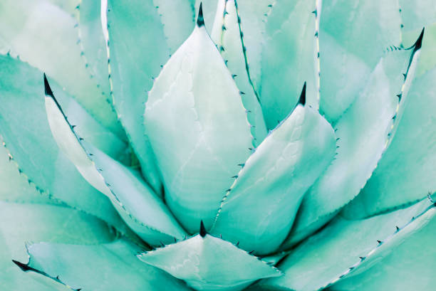 istock Succulent trendy mint color front view close-up, natural background. Toned 1184549934