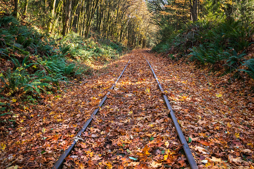 Colorful Autumn leaves covering the railroad tracks.