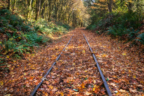 Autumn Leaves Colorful Autumn leaves covering the railroad tracks. duncan british columbia stock pictures, royalty-free photos & images