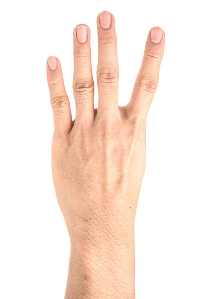 istock Hand show finger number four isolated on white background with clipping path. 1184551578