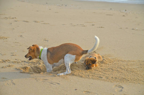 istock Active dogs of non specific breed playing on sany beach. 1184552429