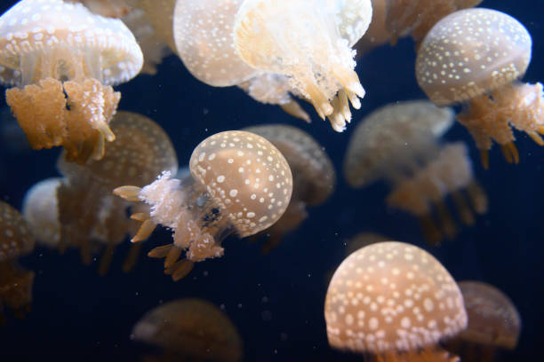 istock Jellyfish in the dark sea 1184554171