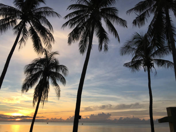 istock Tropical sunrise seascape with Palm trees, Thailand. 1184554183