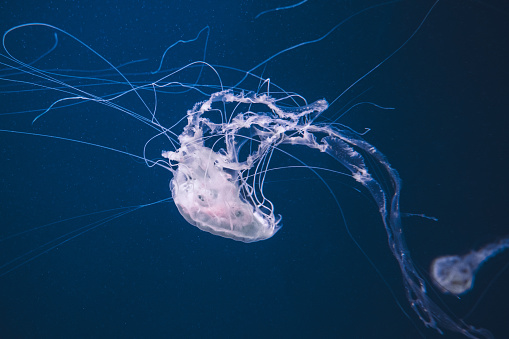 Colorful alien jellyfish animal seen in the deep blue dark ocean.