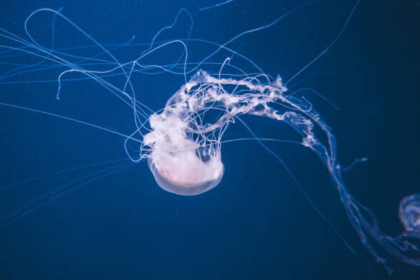 istock Colorful jellyfish in the deep blue sea 1184554203