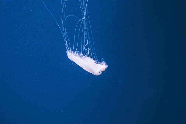 istock Colorful jellyfish in the deep blue sea 1184554206
