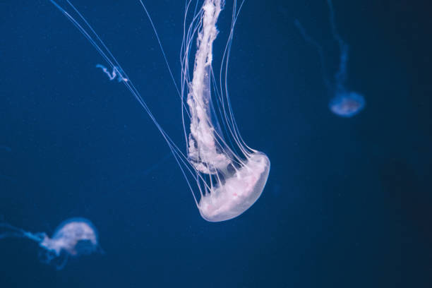 istock Colorful jellyfish in the deep blue sea 1184554213