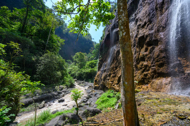 istock Green lush jungle landscape inside a gorge 1184554374