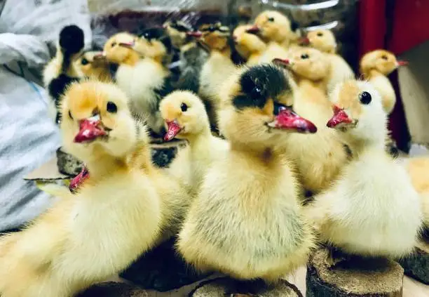 Photo of Group of ducklings