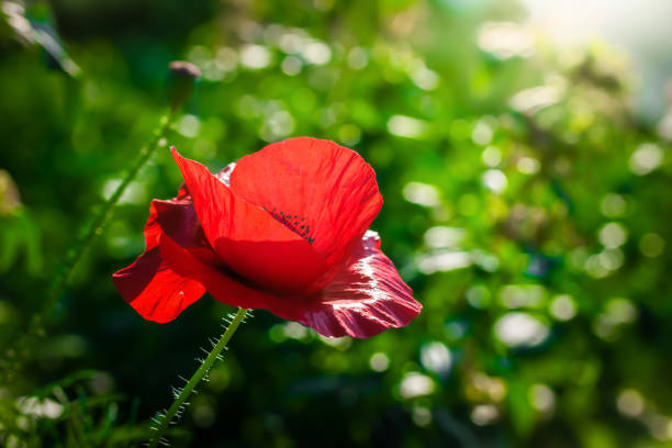 Red poppy flower against the rays of the setting sun on a summer day.