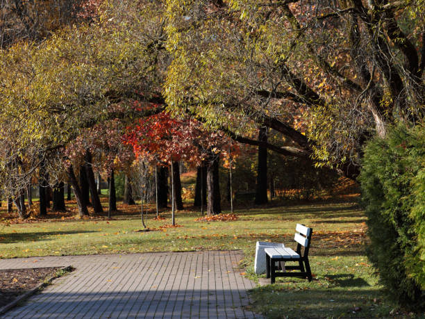 istock View in autumn park with path and bench in bright sunshine 1184560417
