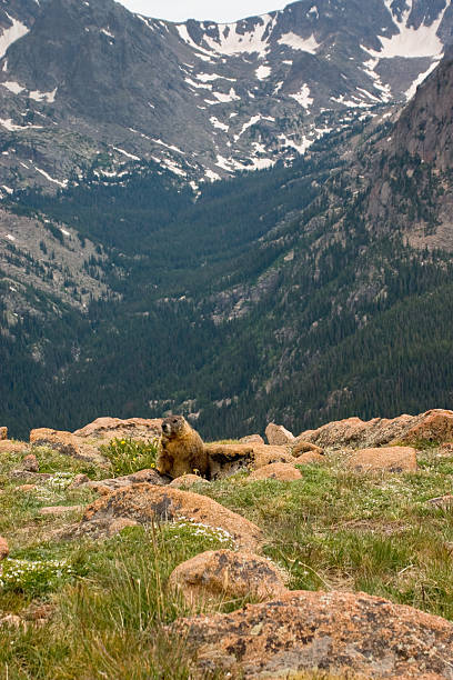 istock Marmot in the High Country 118456077