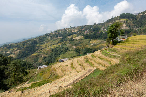 istock Terraced Hillsides of Nepal 1184561501