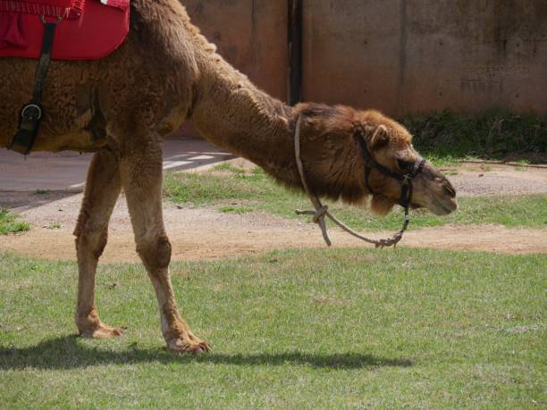istock Camel's head, close up 1184562548