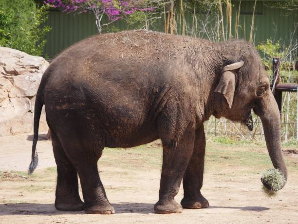 istock Adult elephant photo 1184563566