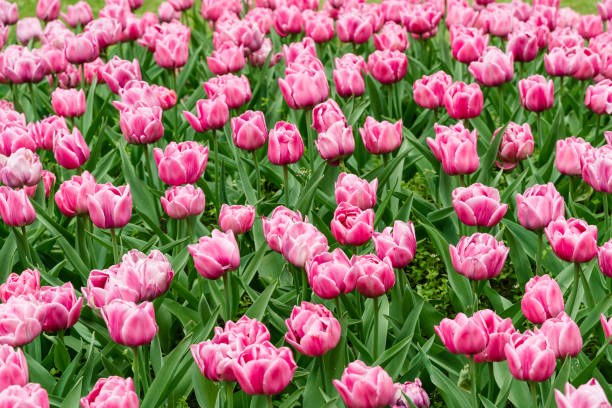 istock Pink tulips on green grass 1184563614