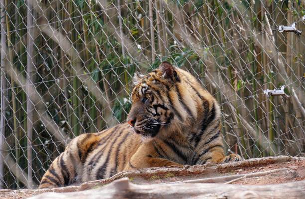 istock Close up of a tiger's head 1184563740