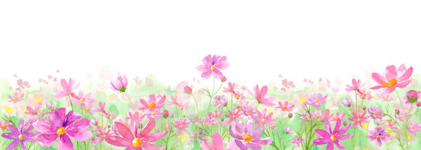 aquarell-illustration des kosmos-feld in voller blüte - cosmos flower daisy flower field stock-grafiken, -clipart, -cartoons und -symbole