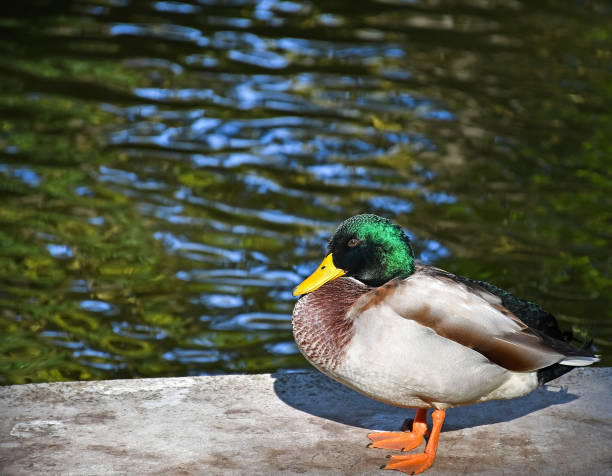 istock Wild duck next to a lake 1184564743