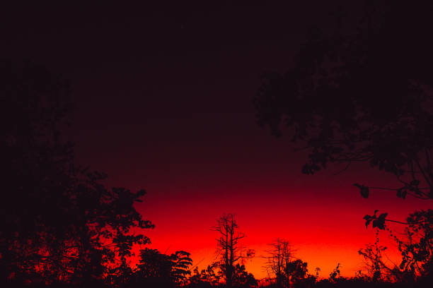 istock Colorful bright sunset or sunrise with trees in tropics 1184565283