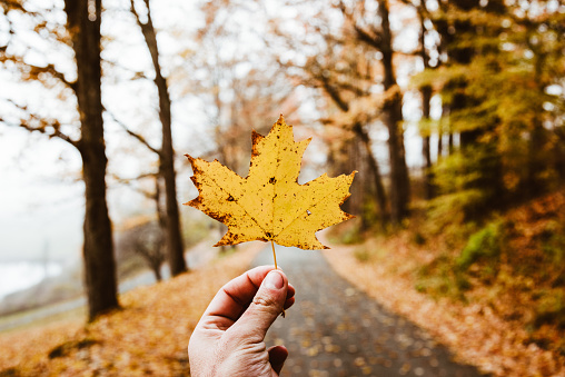 man holding a leaf in autumn