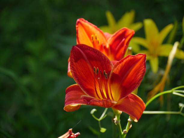 istock Red Asiatic lily flowers 1184567627