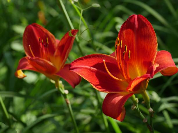 istock Red Asiatic lily flowers 1184567701